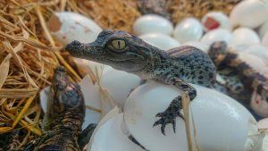 Pour Pâques, une chasse aux oeufs spéciale reptiles à la Ferme aux Crocodiles !