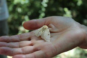 Le Sentier d'entomologie : les insectes de la forêt de Bouconne