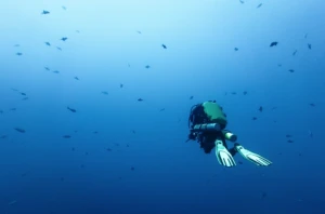 Le Bazacle accueille l'exposition photos « Planète Mère, un œil dans l'océan » d'Éric Cros 