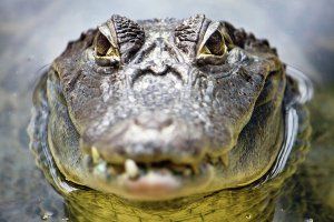 Pierres Insolites à Nîmes/ Redrum