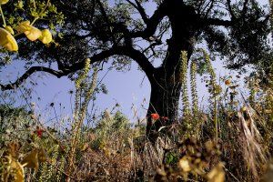 INCONTRO ITALIANO - Exposition Dominique Laugé