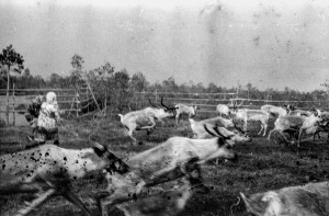 Robin Friend / Igor Tereshkov