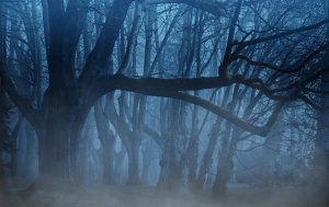 Le crépuscule de la forêt - Balade guidée