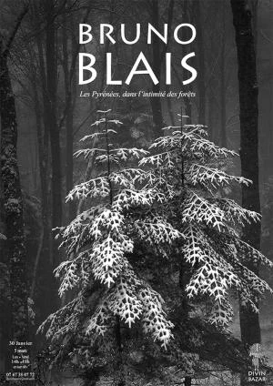 Les Pyrénées, dans l'intimité des forêts