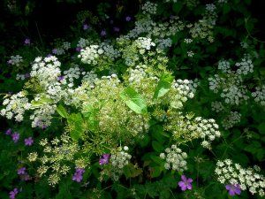 Stage de chant Hildegarde de Bingen