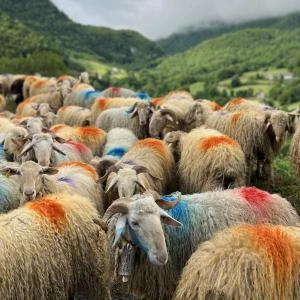 Natacha Sansoz, Pourquoi tant de laine ?