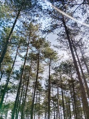 [Espace Roguet] FESTIVAL SUPERNOVA #9 ¡ LA TIMIDITÉ DES CIMES par la Compagnie La Particule