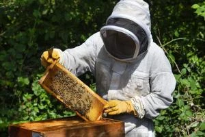 Les secrets de la ruche