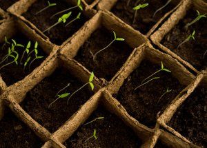 Tropisme en chantier - Saison 0 épisode 2 - (se) cultiver