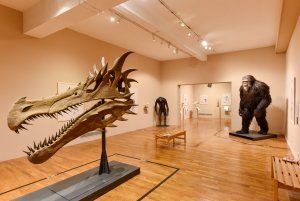 Anatomie comparée des espèces imaginaires