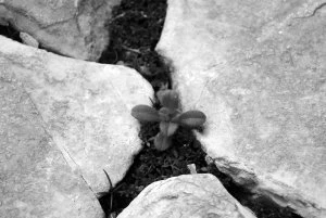 le réel n'est plus ce qu'il était