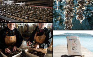 Expérience de rêve : adoptez vos huîtres pendant un an !