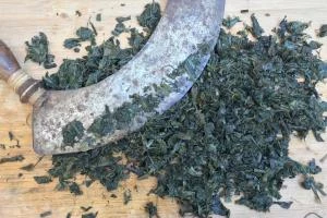 CUEILLETTE DE PLANTES ET TEINTURES VÉGÉTALES