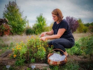 Les arbres herboristes