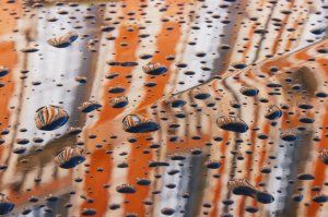 "Peindre en Photos" avec Daniel Chenot