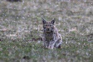 6ème édition du Festival pyrénéen de l'image nature 