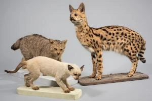 Domestique-moi si tu peux !