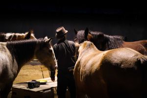 Atelier voltige équestre et mât chinois
