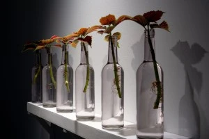 Tropisme poétique, des plantes qui dansent