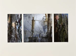 LEAH BOSQUET, Metamorfòsis, photographies